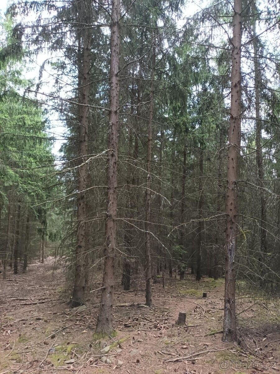 Prodej les - Městečko Trnávka, 569 41, 38 392 m²