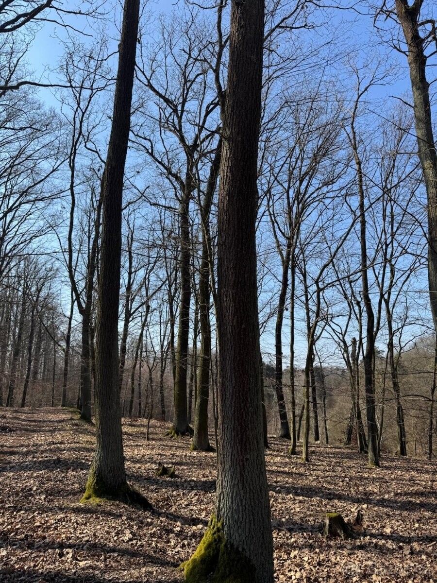 Lesy, Mnichovo Hradiště, 295 01, 2 986 m²