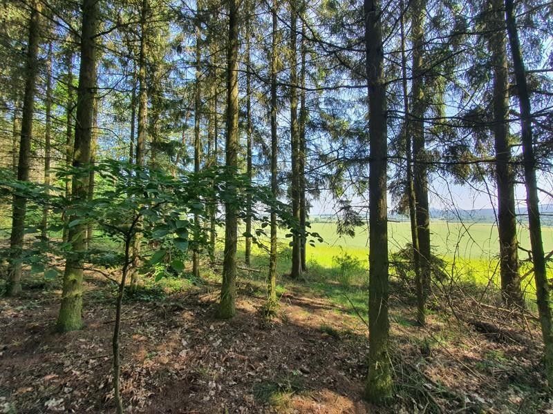 Prodej les - Českolipská, Dubá, 1 360 m²