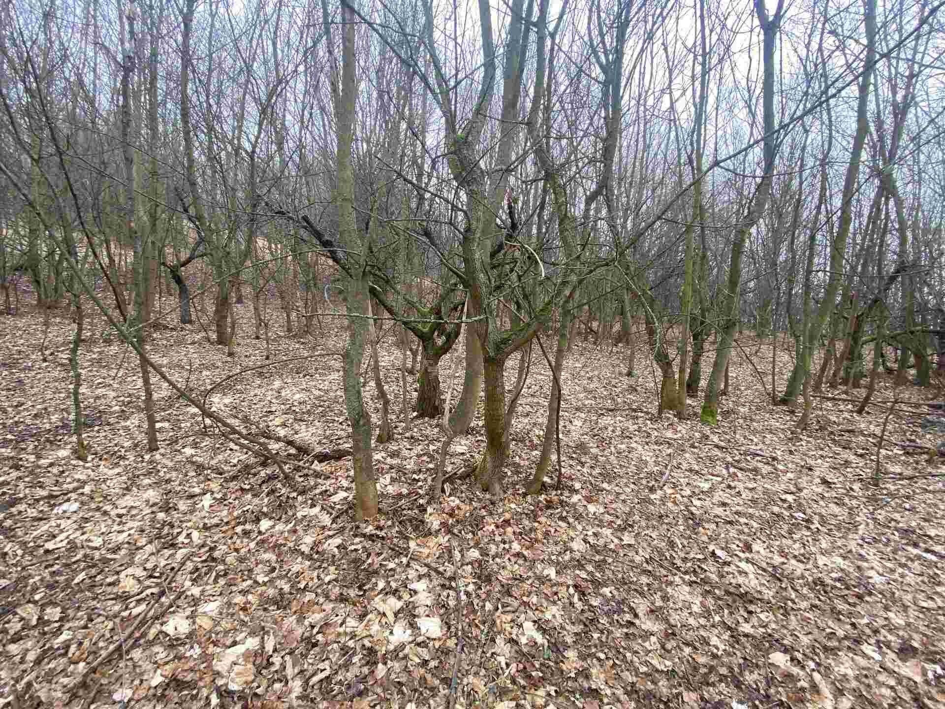 Ostatní, Medvědice, Třebenice, 4 154 m²