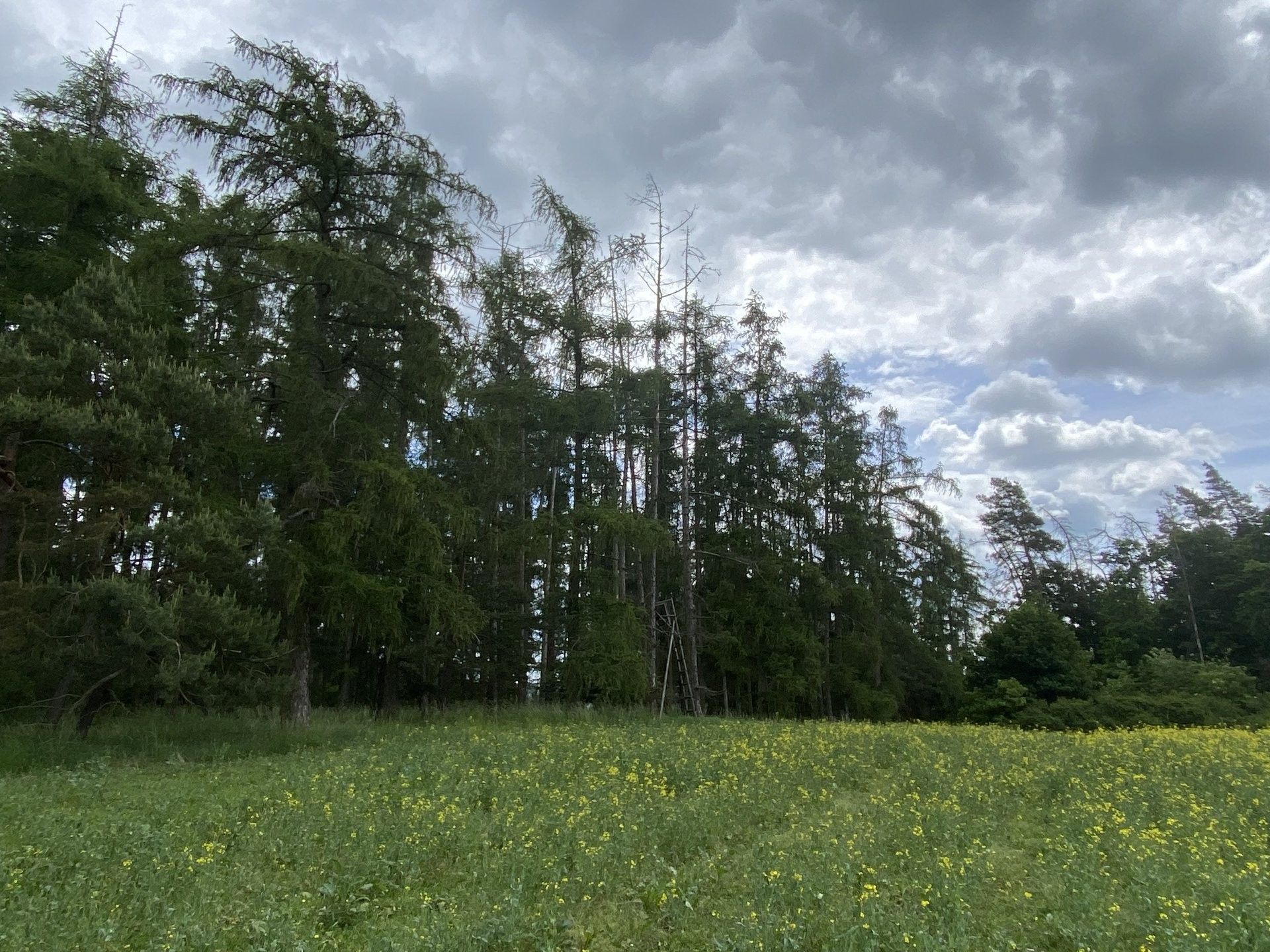 Lesy, Lštění, Blížejov, 4 624 m²