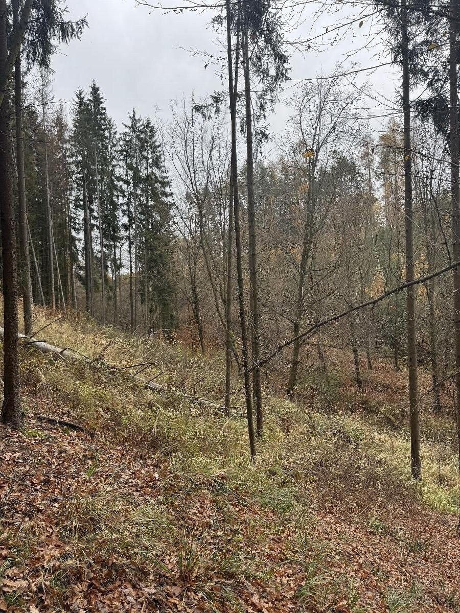 Prodej les - Slavětín u Litovle, 783 24, 6 196 m²