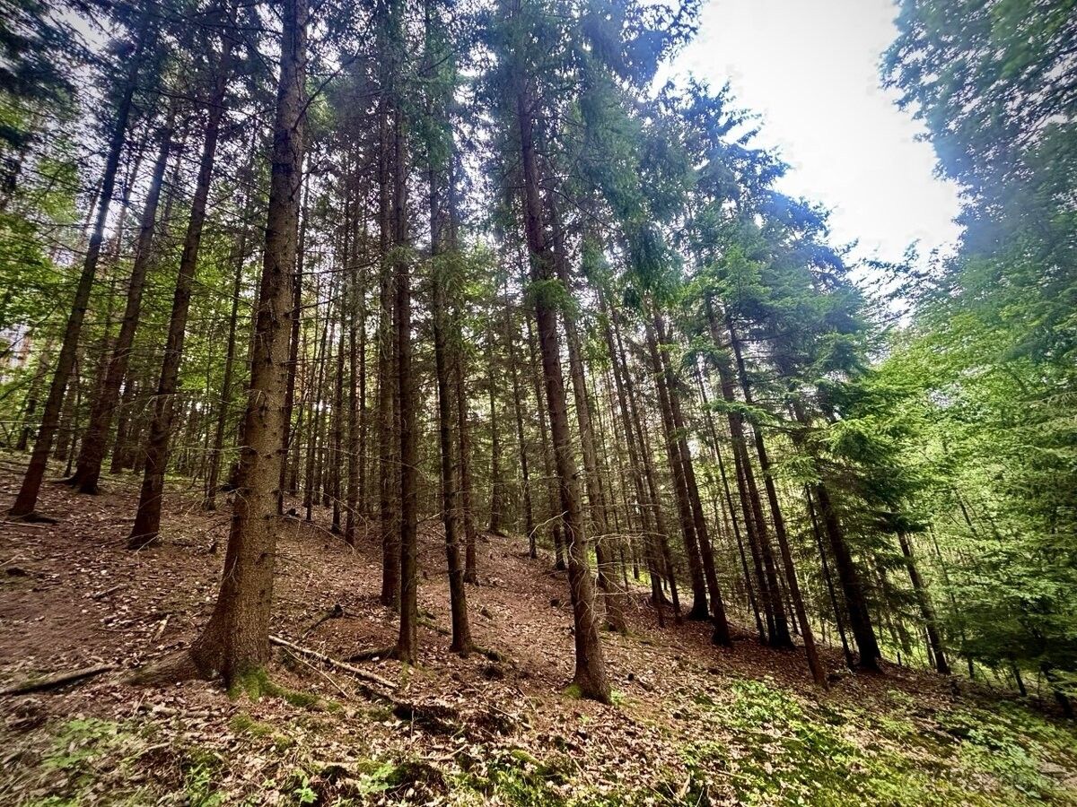 Lesy, Dolní Loučky, 594 55, 6 579 m²