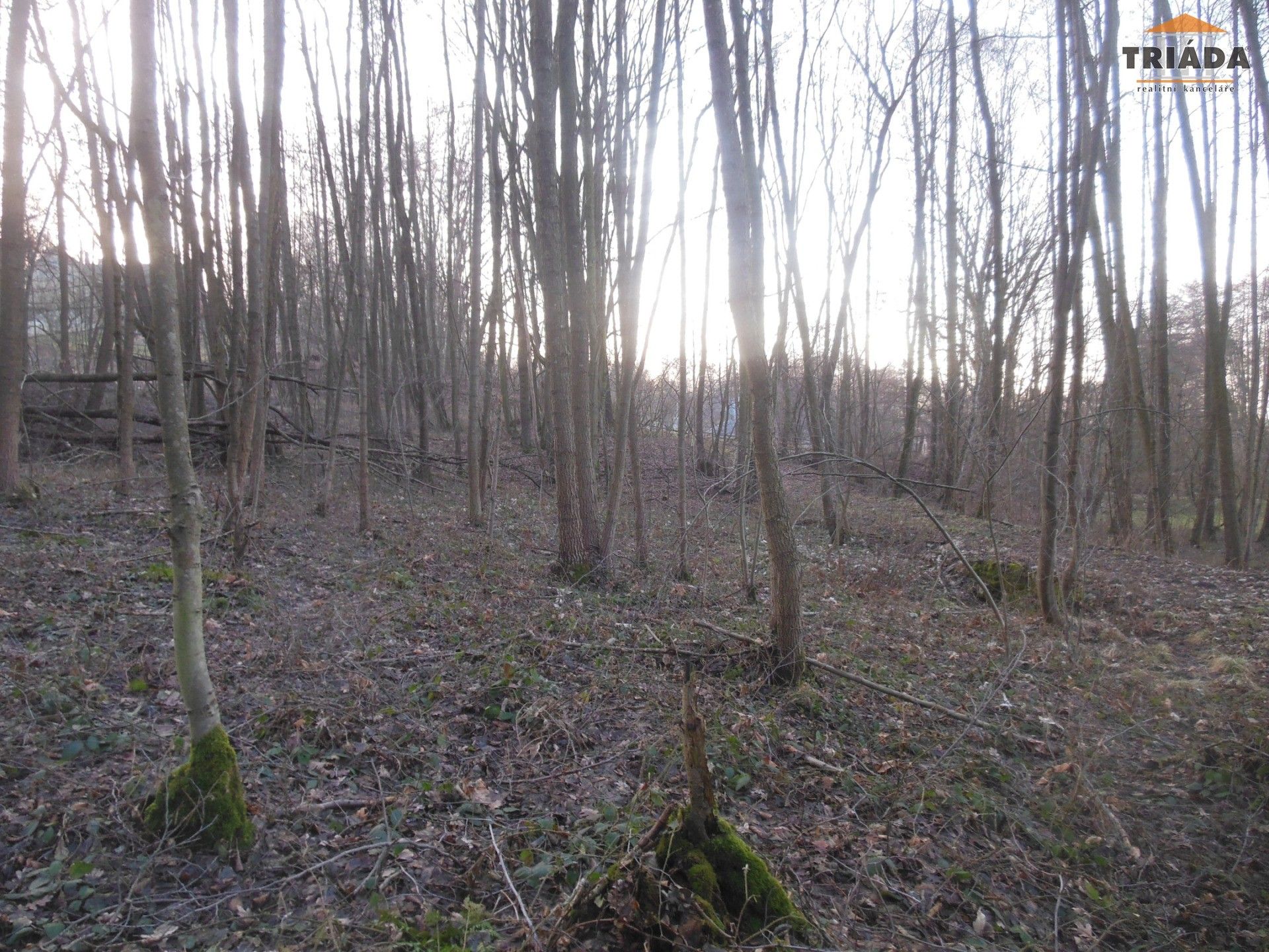 Prodej les - Turnov, 5 193 m²