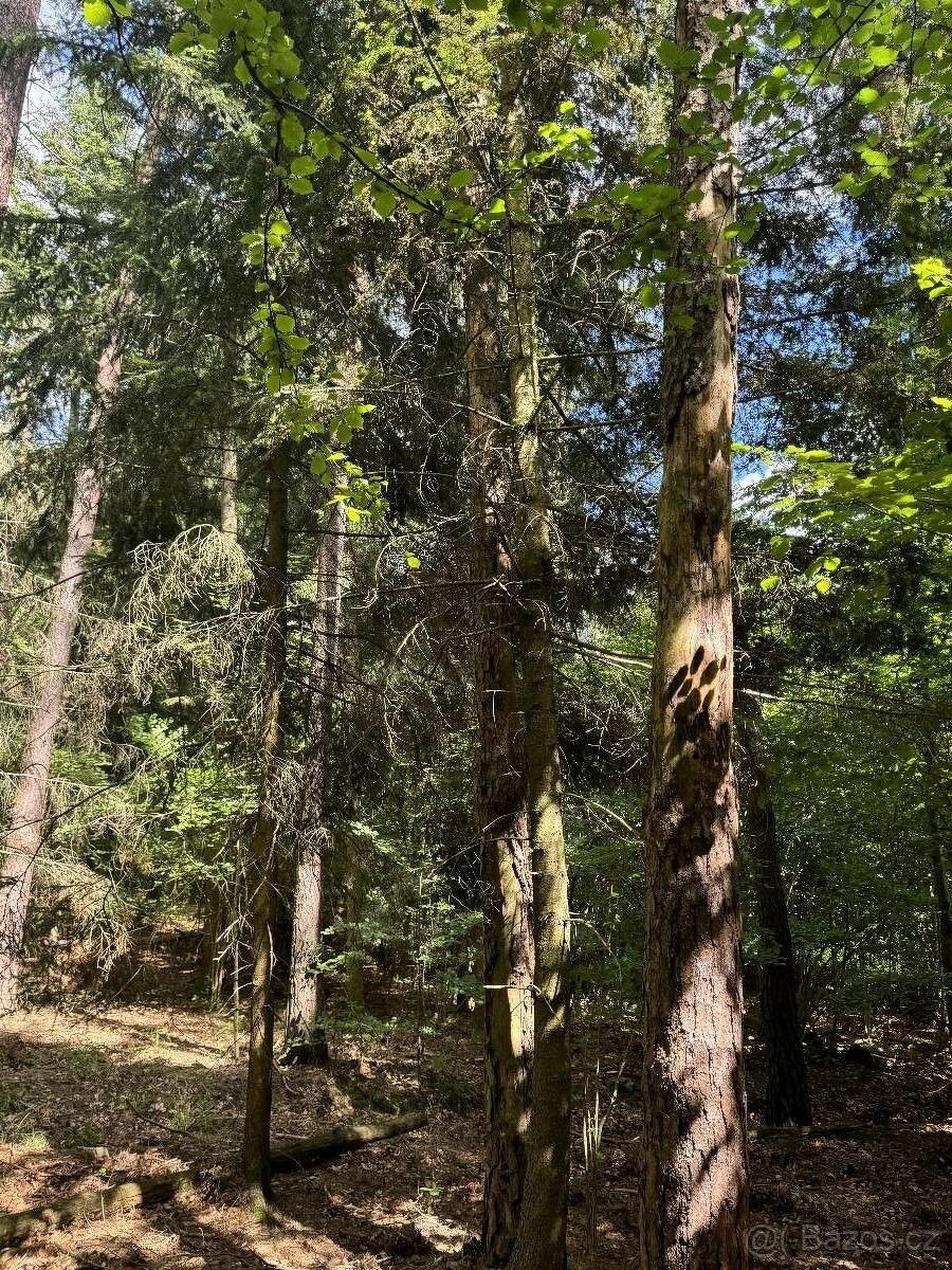 Lesy, Sušice, 342 01, 8 758 m²