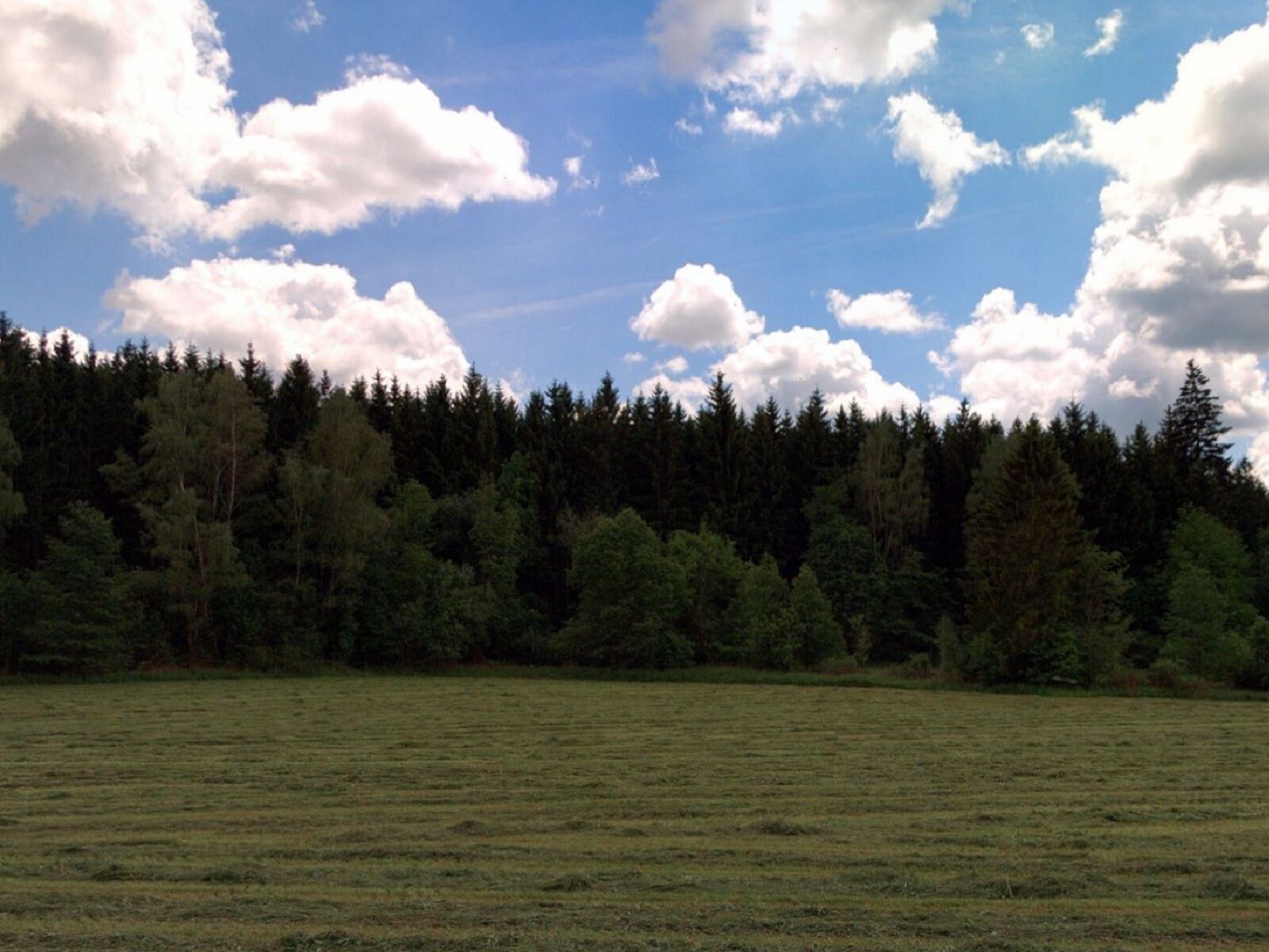 Lesy, Benešov nad Černou, 11 009 m²