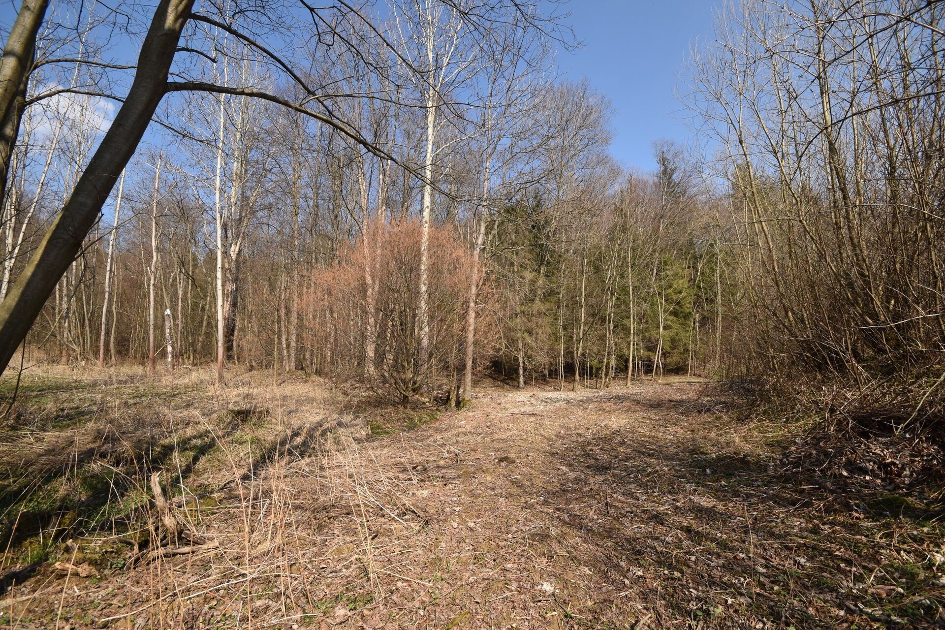 Lesy, Lipová-lázně, 12 392 m²
