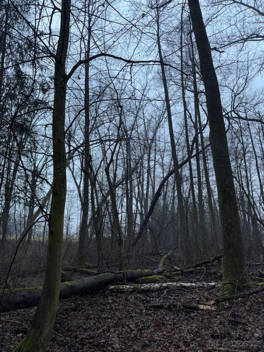 Lesy, České Meziříčí, 517 71, 19 m²
