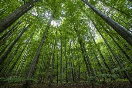 Prodej les - Staré Hradiště u Pardubic, 533 52, 17 546 m²