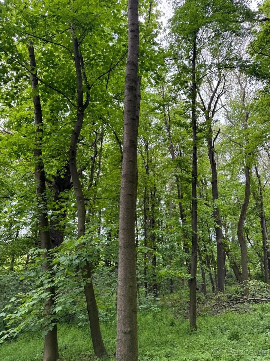 Lesy, Opava, 746 01, 12 789 m²