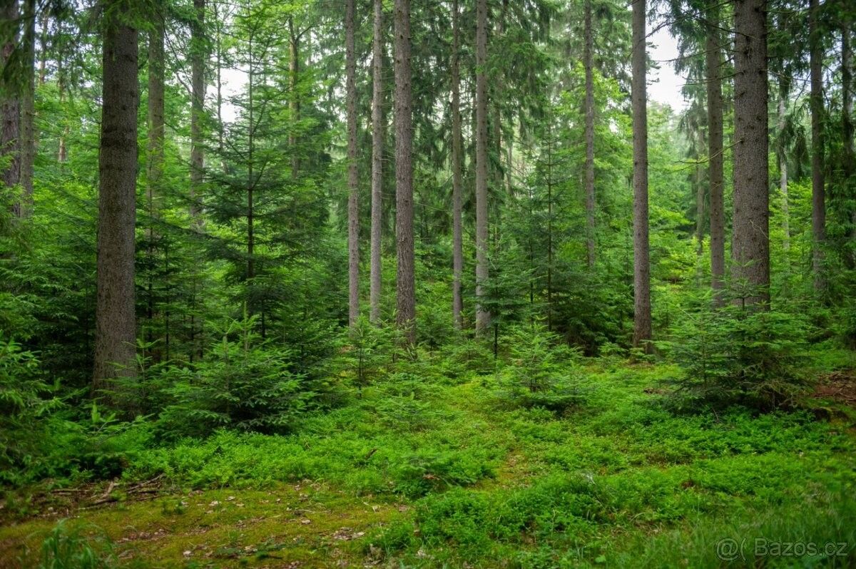 Lesy, Benešov u Prahy, 256 01, 5 363 m²