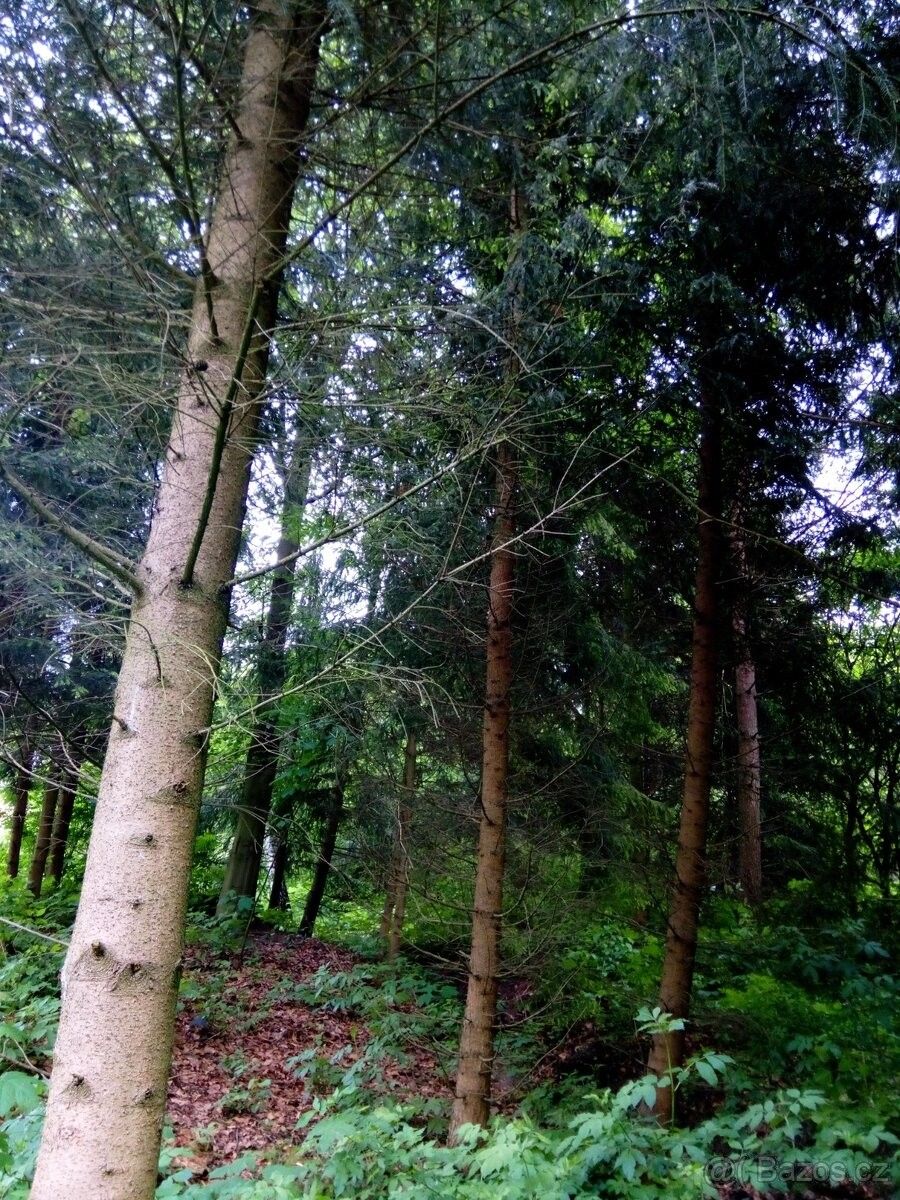 Prodej les - Břidličná, 793 51, 579 m²