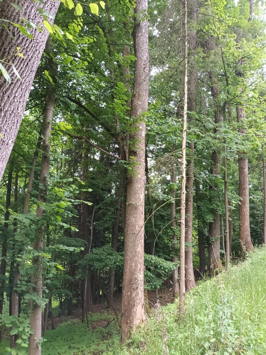 Lesy, Svitavy, 568 02, 39 653 m²