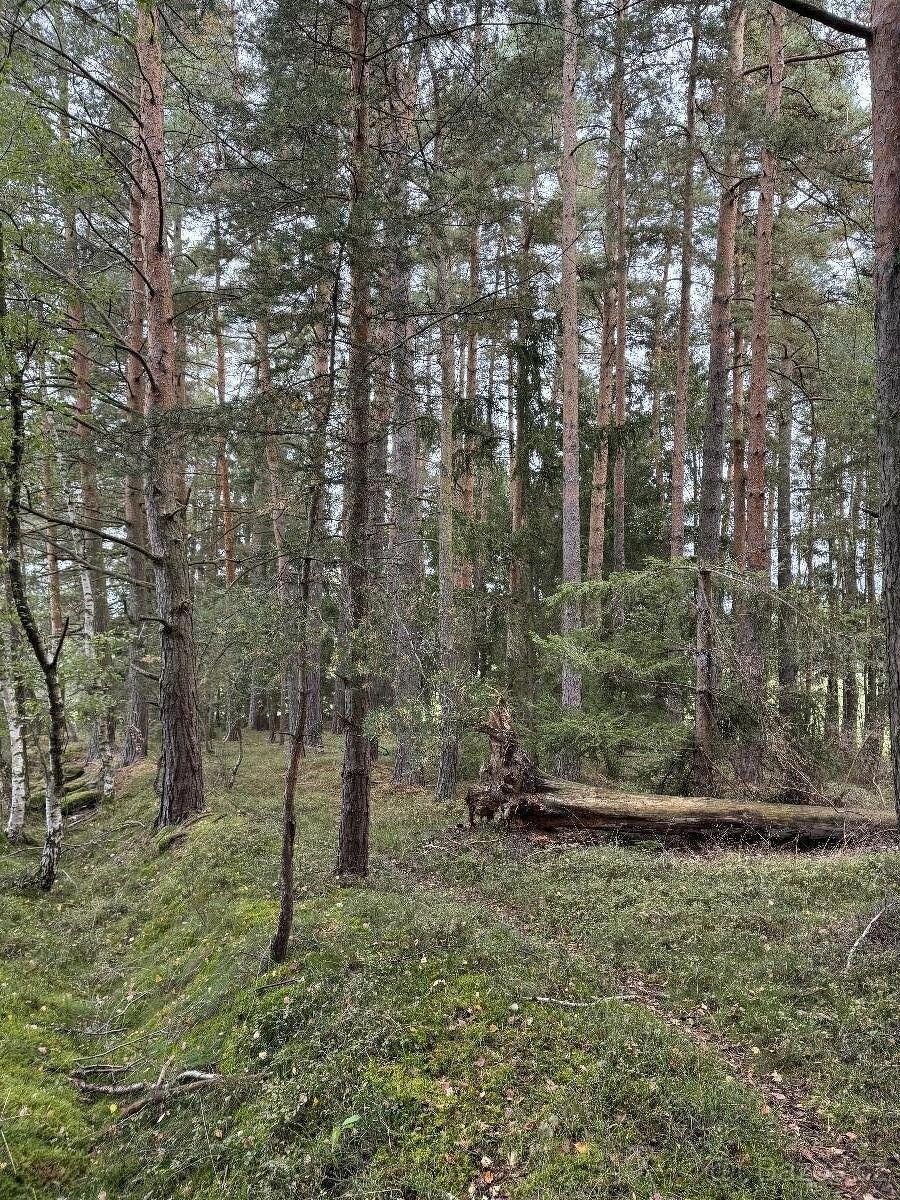 Lesy, Trhové Sviny, 374 01, 3 898 m²