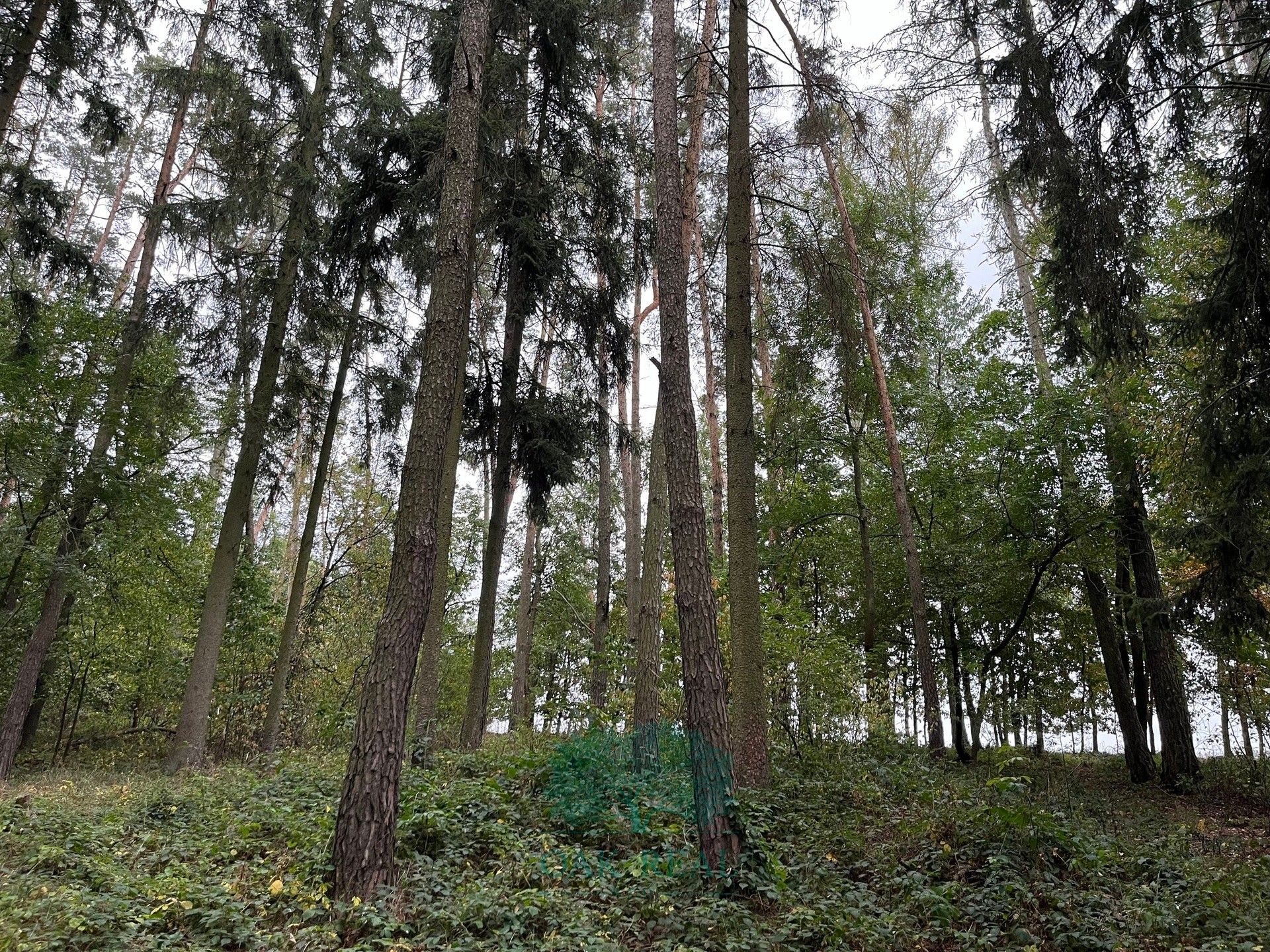 Lesy, Chrášťany, 9 048 m²