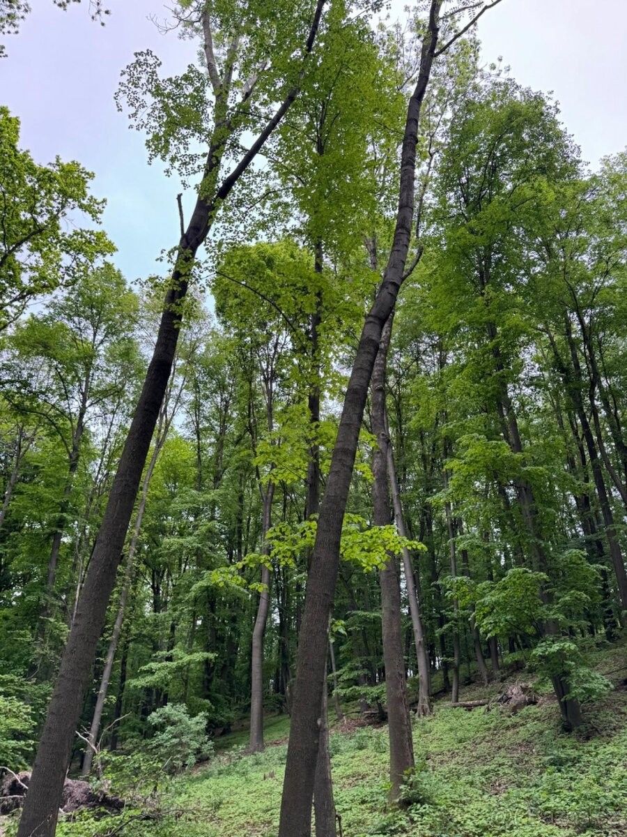 Prodej les - Opava, 746 01, 12 789 m²