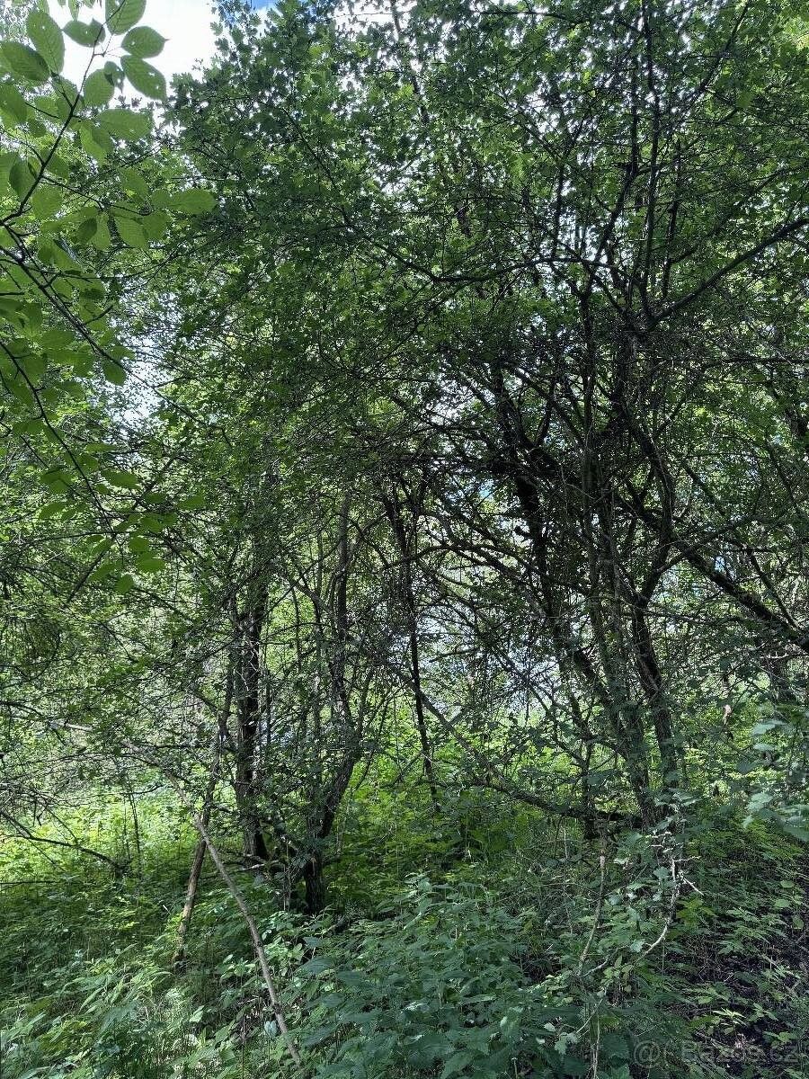 Prodej les - Suchdol u Prostějova, 798 45, 2 591 m²