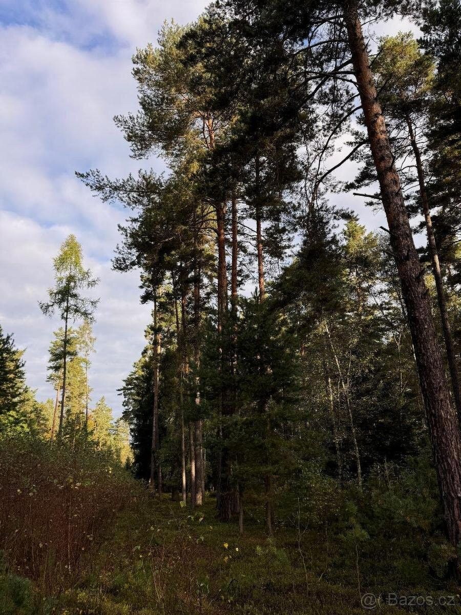 Lesy, Trhové Sviny, 374 01, 3 068 m²