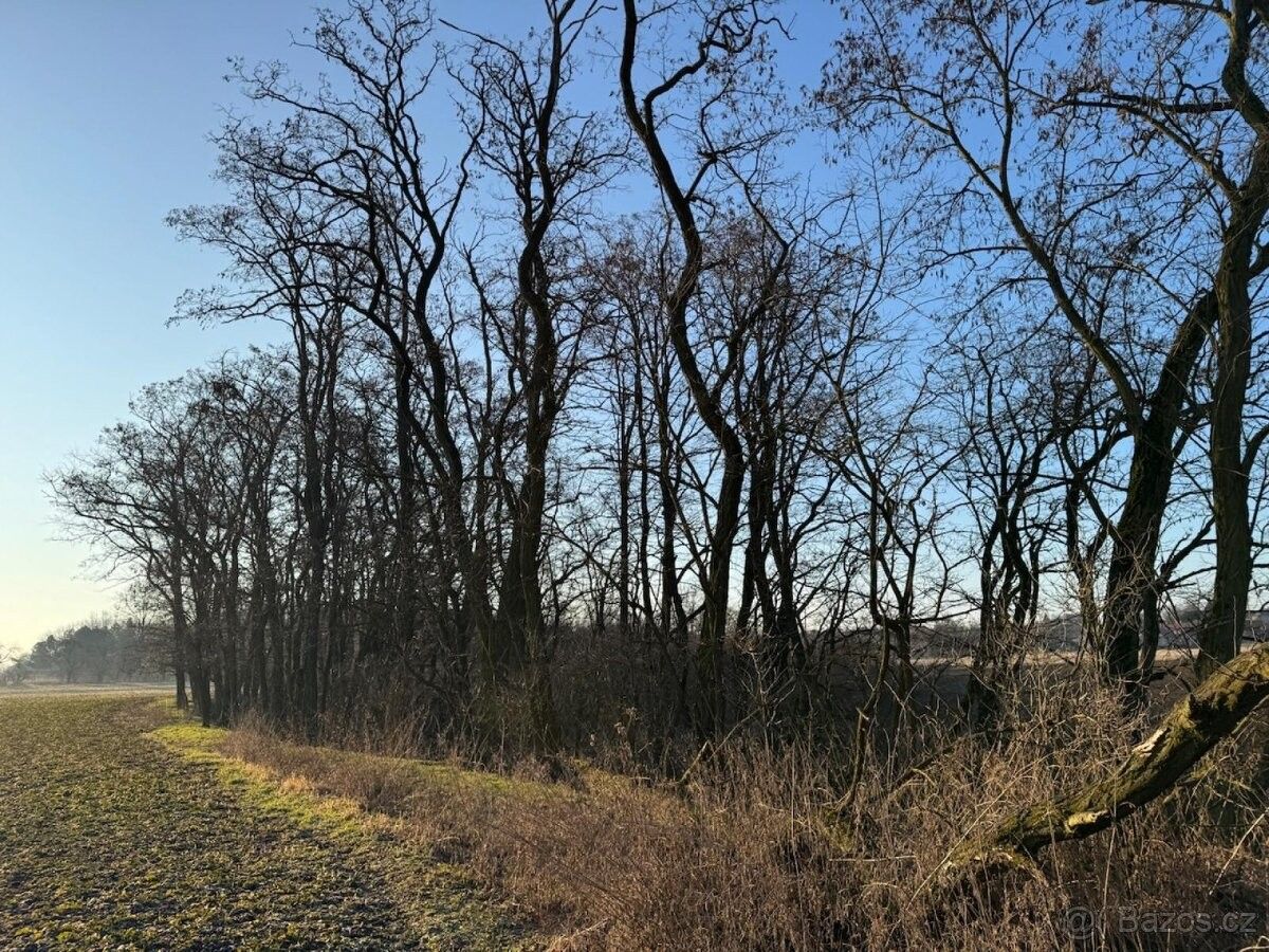 Lesy, Mělnické Vtelno, 277 38, 4 269 m²