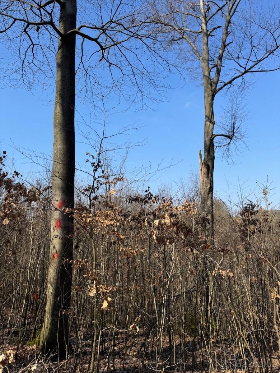 Prodej les - Mnichovo Hradiště, 295 01, 2 986 m²
