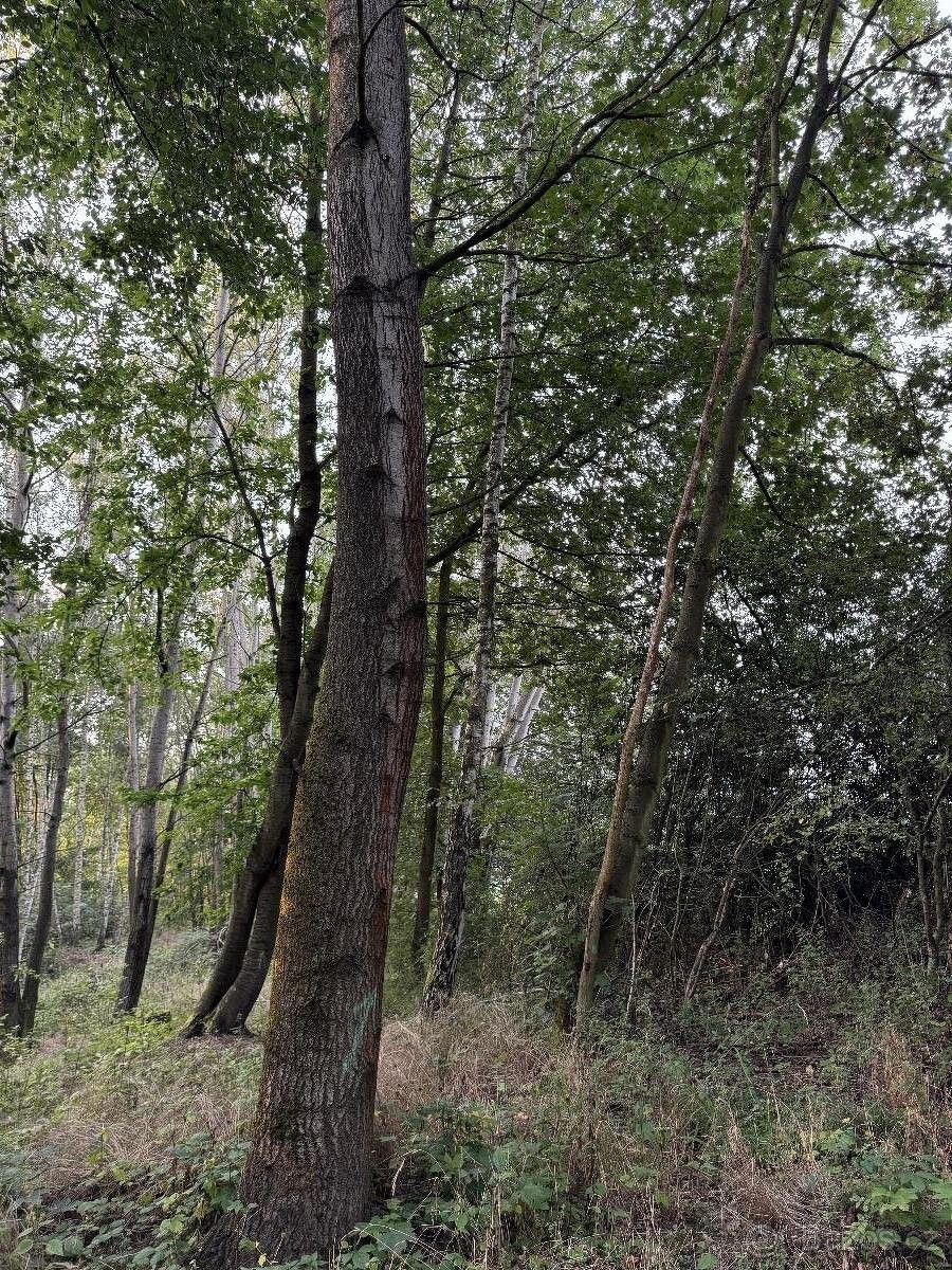 Prodej pozemek - Úštěk, 411 45, 3 206 m²
